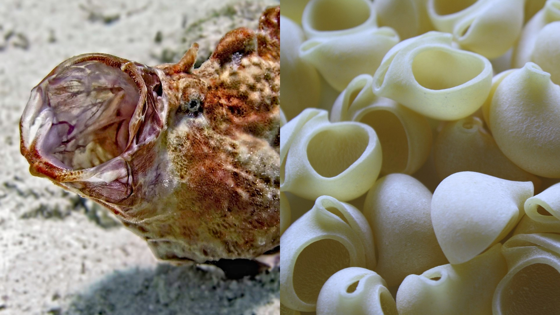 a splitscreen image of a frogfish yawning, to the left of dried lumache pasta