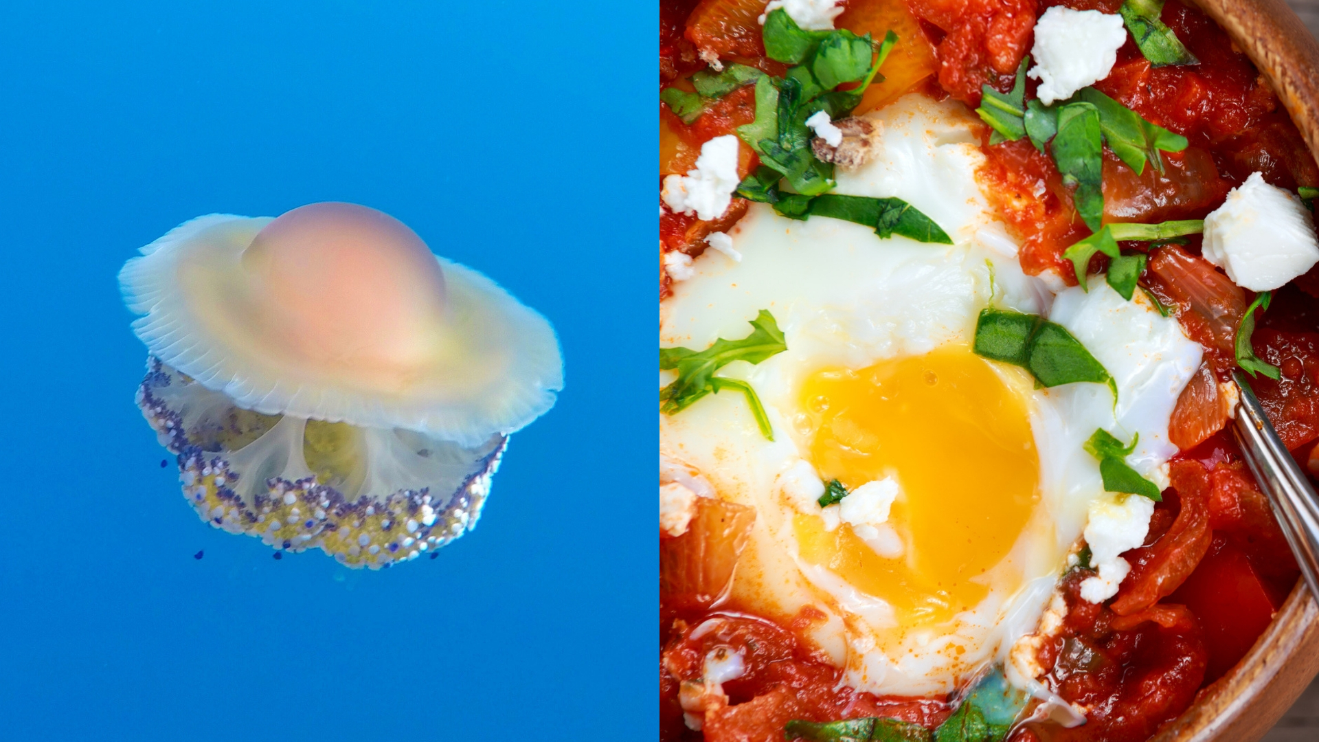 a fried egg jellyfish next to a sunny side up egg in tomato sauce