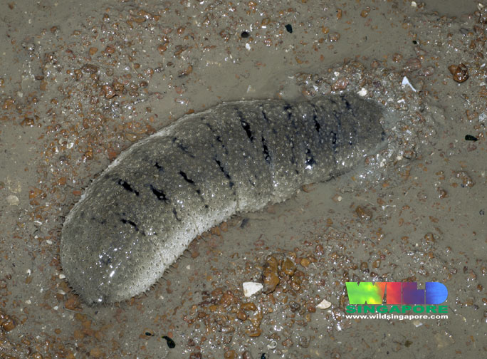 1562869141392-Garlic_bread_sea_cucumber_Holothuria_scabra