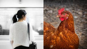 Tak Terima Dilarang Bawa Ayam Hidup Naik Kereta, Perempuan di Chongqing Tiongkok Menyembelihnya di Stasiun