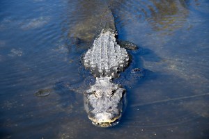 “Meth-gator”: noun, an alligator on meth. Cops in Tennessee are warning that flushing drugs down the toilet could create them.