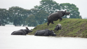 Assam floods have submerged 90 per cent of Kaziranga National Park