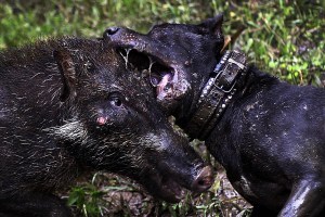 Mengintip Arena Duel Terlarang Anjing Versus Babi Hutan Adu Bagong di Kabupaten Bandung