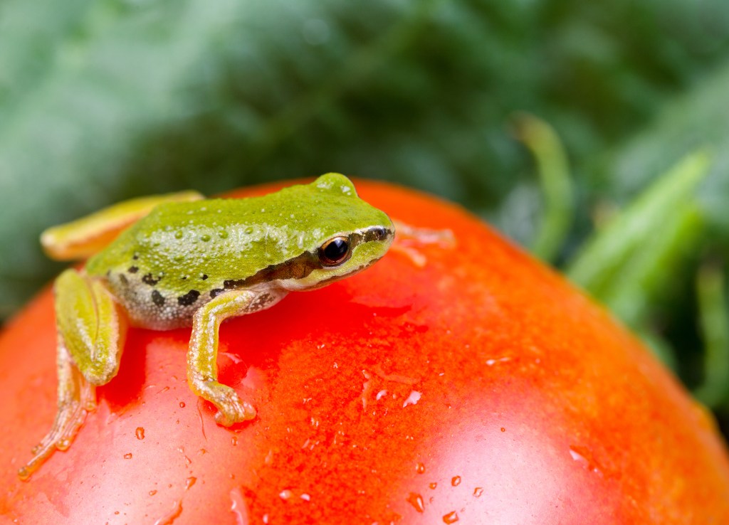 Frog on a tomato in a salad