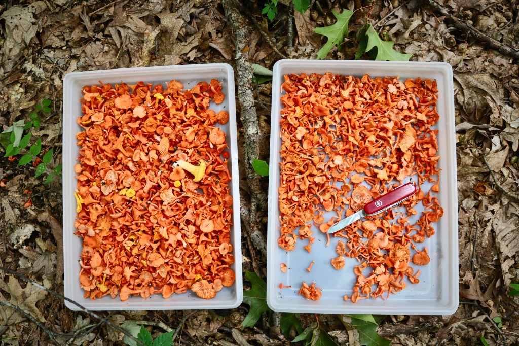 chanterelle mushroom foraging in the ozarks