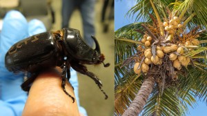 Coconut rhinoceros beetle and a coconut palm