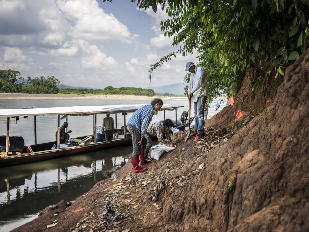 Fósiles recolectados de la Amazonía peruana