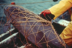 Vaquita marina en peligro de extinción atrapada en una red