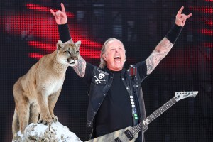 Perempuan di Gunung Selamat dari Terjangan Puma, Mainkan Lagu Metallica Keras-Keras