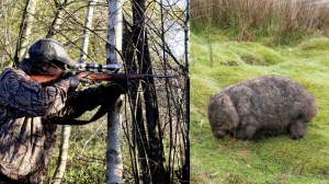 Un hombre con un rifle de caza y un wombat.