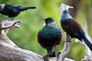 new-zealand-tui