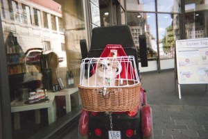 Hund im Körbchen