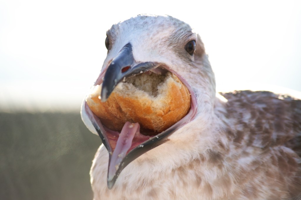 Gaviota con comida