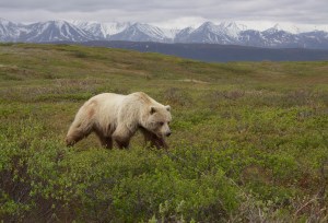 The Trump Administration Just Gutted the Endangered Species Act