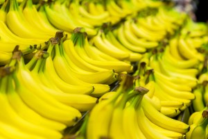 Wabah Jamur Berpotensi Membuat Pisang Punah dari Muka Bumi