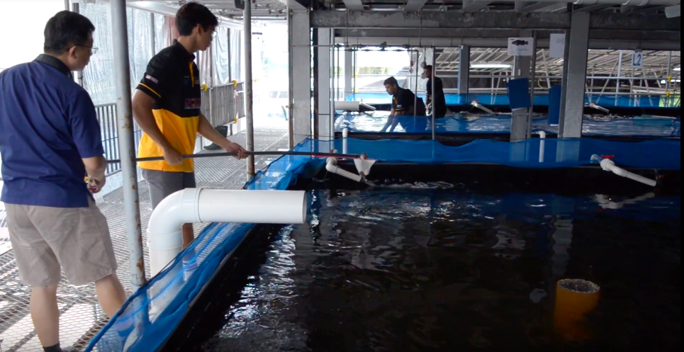 vertical fish farm singapore