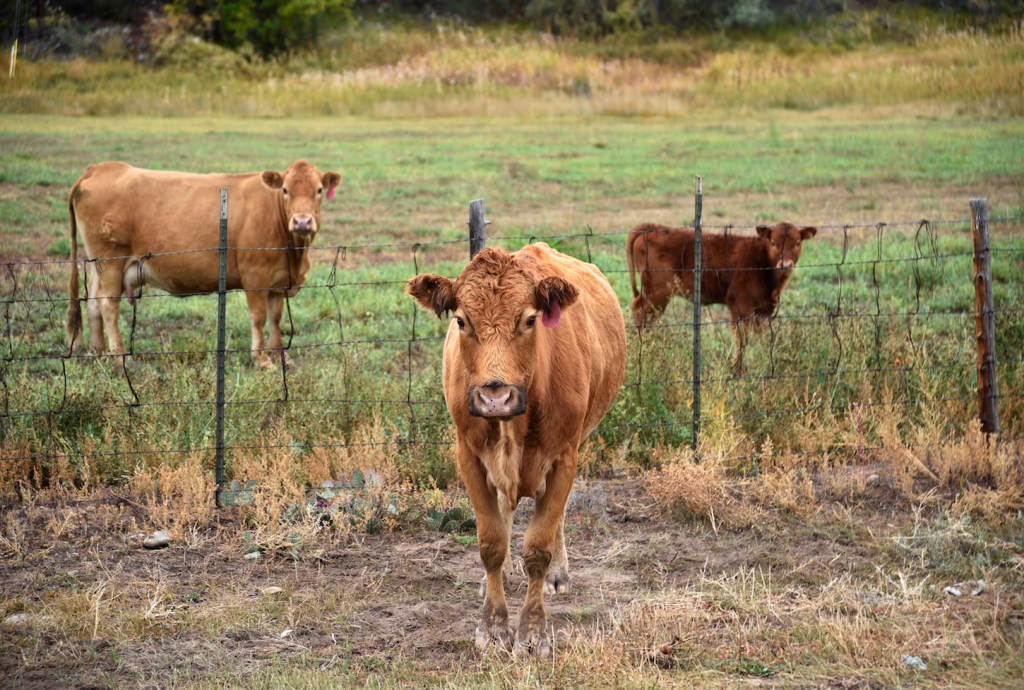 Cattle farmers claim grass-fed beef can be carbon neutral or have low greenhouse gas emissions footprint