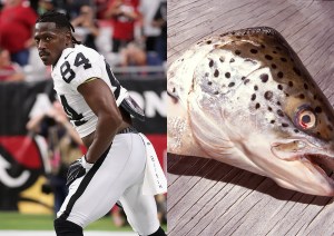 football-fish-head