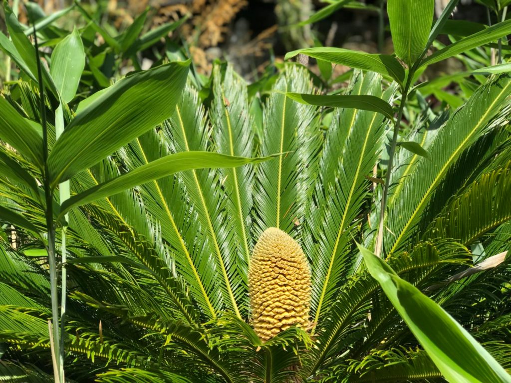 Male cycad cone. Image: Ventnor Botanical Garden​