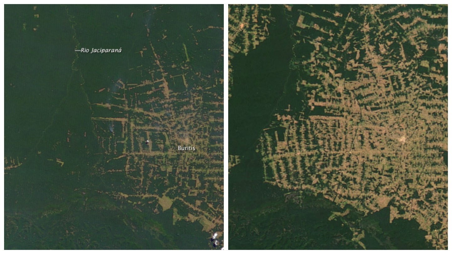 deforestation in the amazon due to cattle ranching