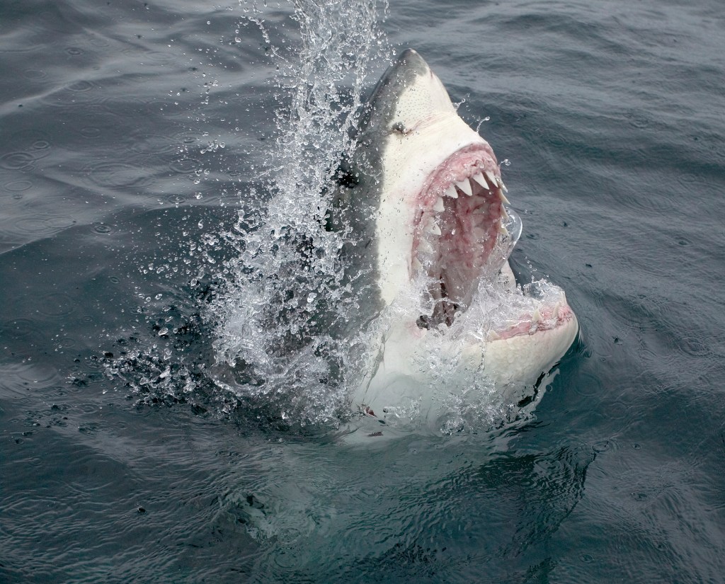 Great white shark