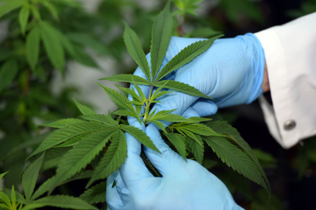 A pair of gloved hands handle a cannabis plant.