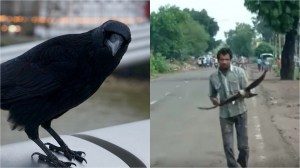 Madhya Pradesh man says crows keep attacking him after he failed to save their baby chick three years ago