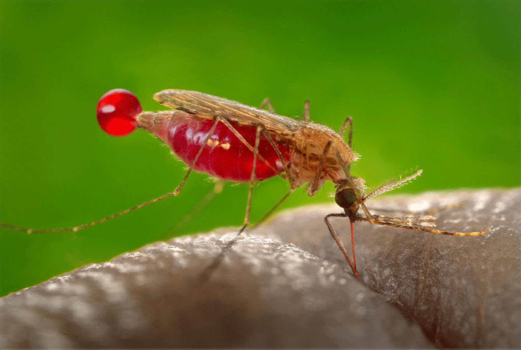 anopheles gambiae mosquito