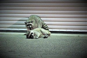 drunk raccoons