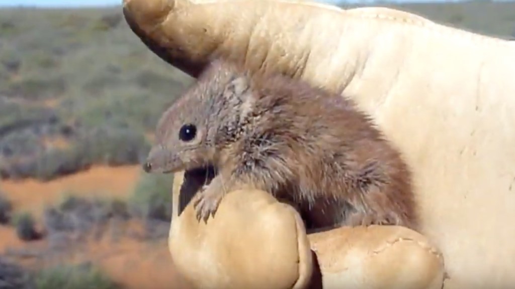 Kaluta Hewan Mungil Marsupial di Australia Ini Gampang Mati Karena Keseringan Kawin