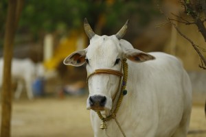 Madhya Pradesh is Launching an app that lets you adopt a cow