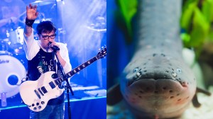 rivers-cuomo-eel