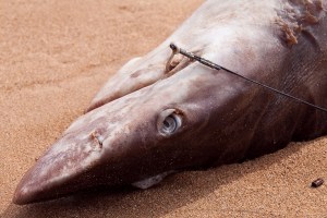 dead blue shark