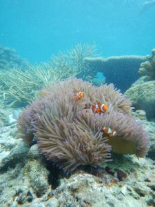 corals and clown fishes philippines