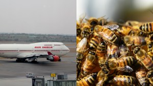 angry bees delayed an indian airlines from taking off