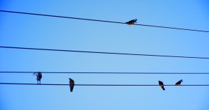 North America Lost Nearly 30% of Its Birds In the Last 50 Years