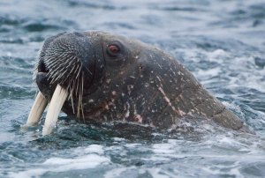 Seekor Walrus yang Murka Tenggelamkan Kapal Angkatan Laut Rusia