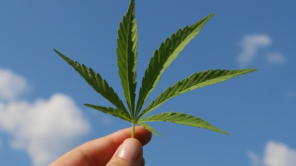 Cannabis leaf