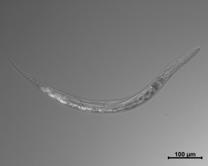 New Species of Nematode Has Three Sexes