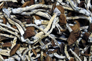 ​Psilocybin mushrooms. Image: Joe Amon/MediaNews Group/The Denver Post via Getty Images​