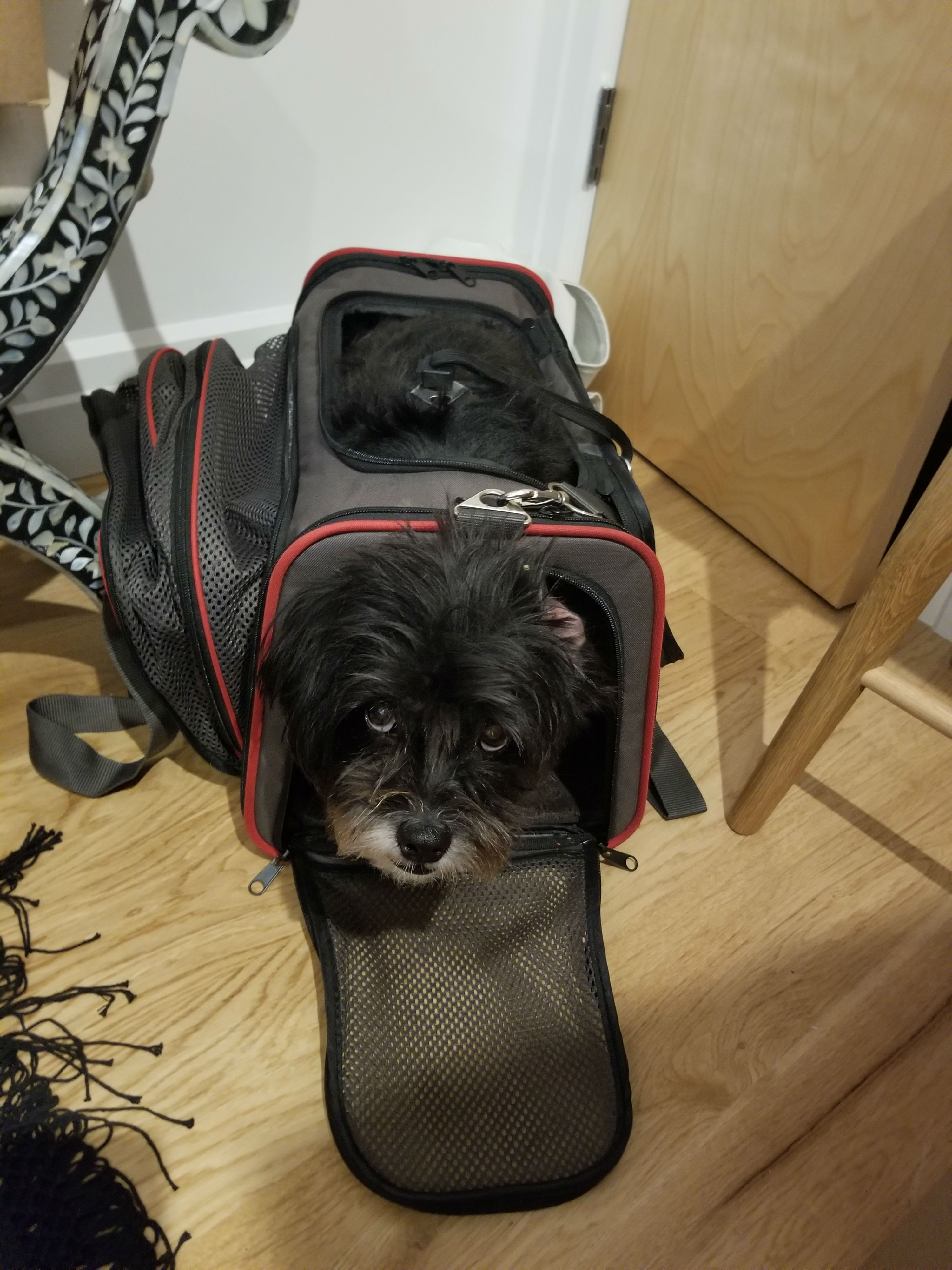 Petsfit Carrier