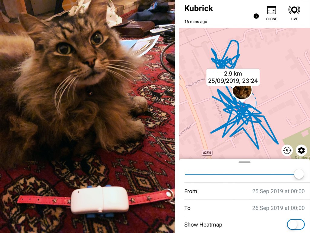 cat-fitness-tracker-app