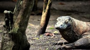 Taman Nasional Komodo Batal Ditutup Sementara, Wisatawan Dibatasi Pakai Sistem Member