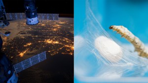 ​The International Space Station (left) and a silkworm (right). Image: Left: Flickr/NASA Earth Observatory. Right: Getty​