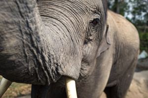 Kabar Sedih dari Thailand: Lima Gajah Mati Usai Gagal Selamatkan Anak Gajah Tenggelam