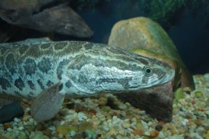 Northern snakehead. Image: Brian Gratwicke​