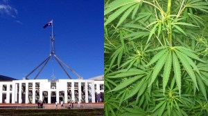 Australia's Parliament House and a cannabis bush