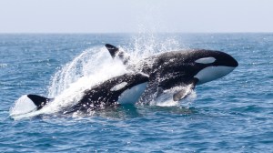 Orcas