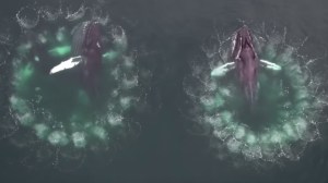 Humpback whales engaging in bubble-net feeding. Image: University of Hawai'i​