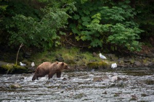 Brown bear fishing for salmon in creek at Pavlof Harbor in Chatham Strait, Chichagof Island, Tongass National Forest, Alaska, USA. (Photo by Wolfgang Kaehler/LightRocket via Getty Images)​